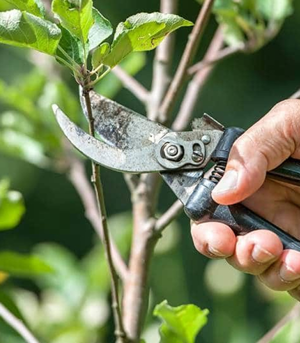Hedge Trimming and Pruning