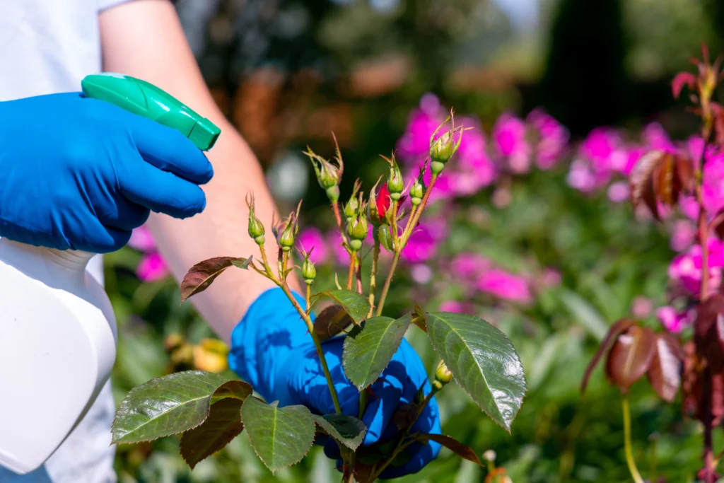 The Ultimate Guide to Pest Removal in Canberra