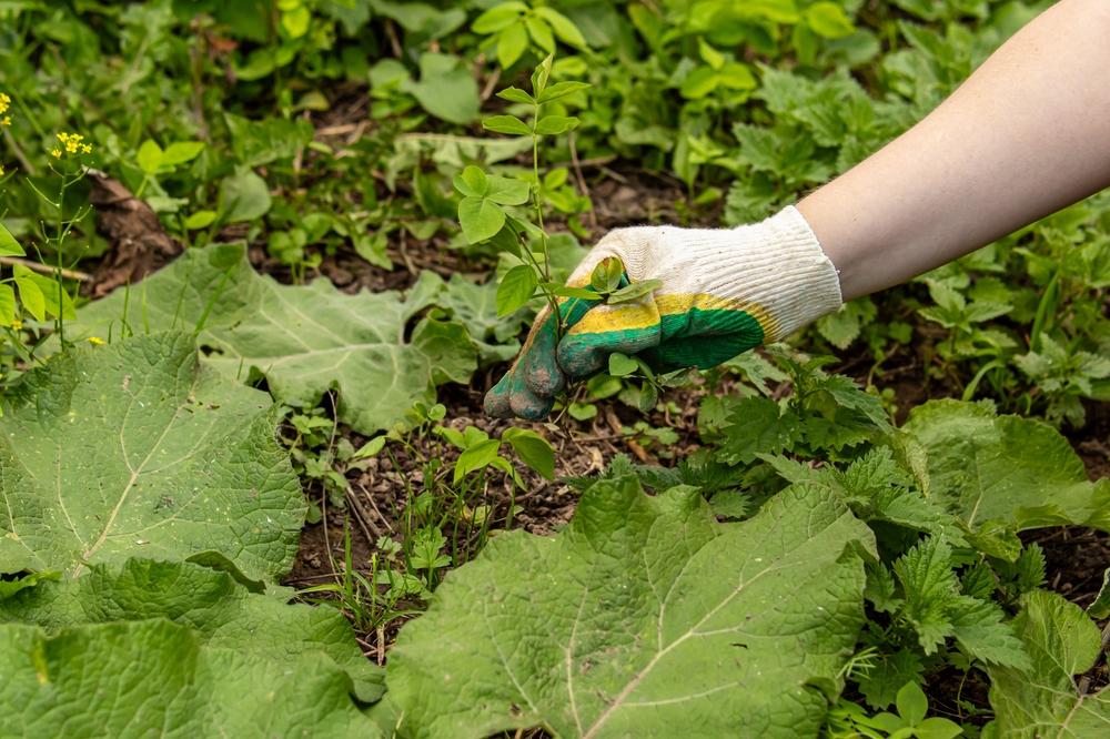 Garden Care Services Nicholls