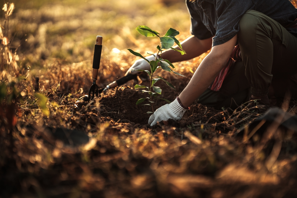 Garden Care Services Belconnen