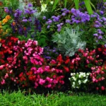 Best Flowering Plants For Canberra