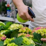 When to Prune Hydrangeas in Canberra