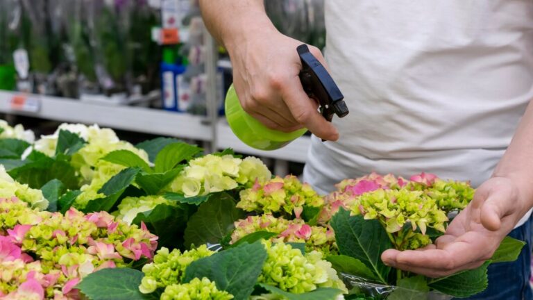 When to Prune Hydrangeas in Canberra