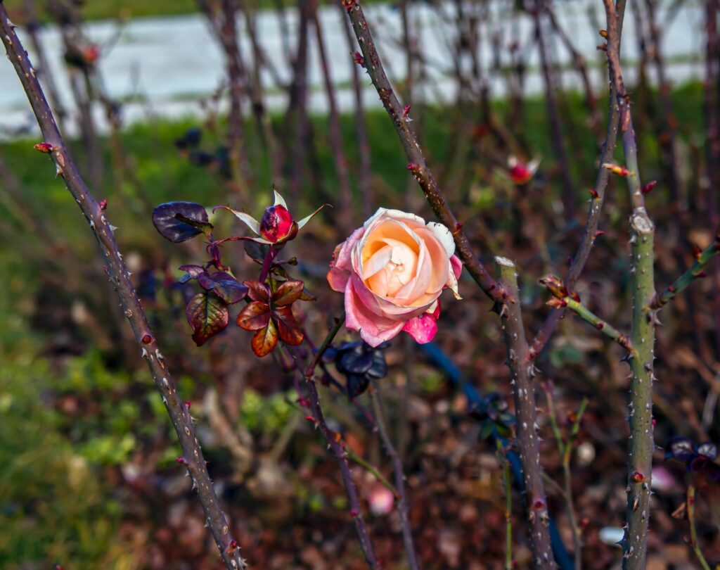 When to Prune Roses in Canberra? A Complete Guide!