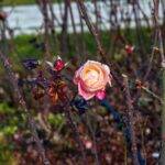 When to Prune Roses in Canberra? A Complete Guide!