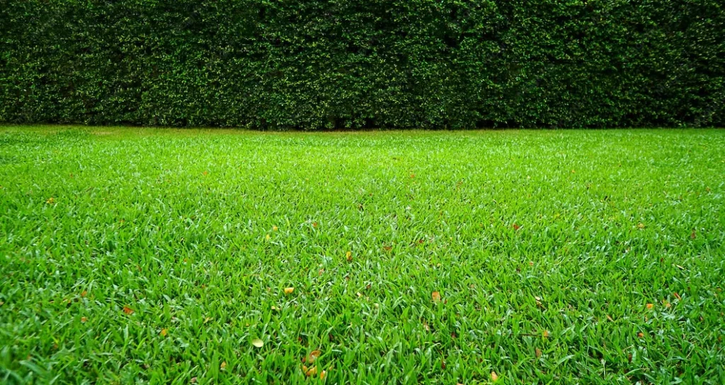 What is the 150 rule for grass?