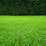What is the 150 rule for grass?