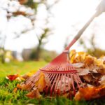 Canberra Lawn Care Calendar: Year-Round Garden Guide
