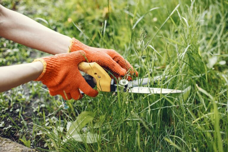 Spring Lawn Treatment Australia